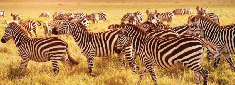 3-Day Camping Safari in Arusha National Park - Exploring the 3-Day Camping Safari in Arusha National Park