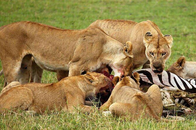 3-Day Camping Safari Tarangire, Lake Manyara & Ngorongoro crater - Who Is This Tour Best Suited For?