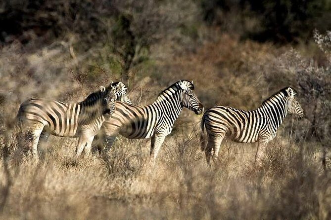 3 Day Camping tour at Etosha National Park - Frequently Asked Questions