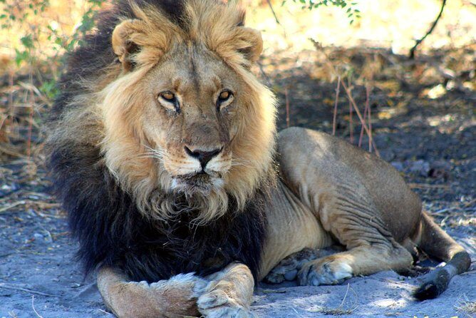 3 Day Central Kalahari Game Reserve Safari Tour - Introduction
