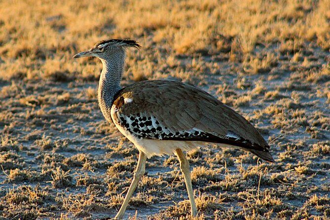3 Day Central Kalahari Game Reserve Safari Tour - A Detailed Look at the 3-Day Itinerary