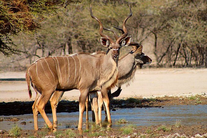 3 Day Central Kalahari Game Reserve Safari Tour - The Experience and Its Value