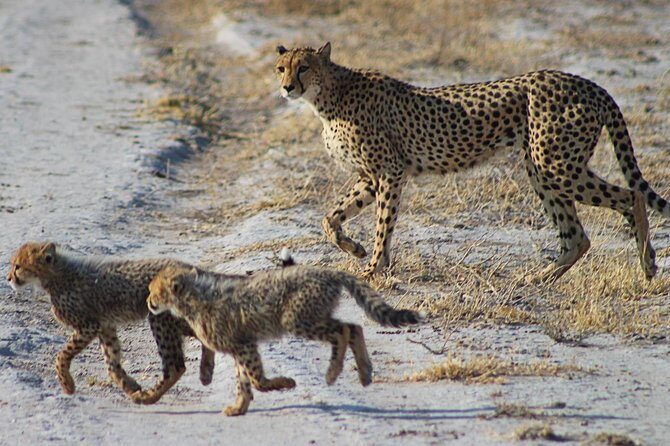 3 Day Central Kalahari Game Reserve Safari Tour - Who This Tour Is Best For