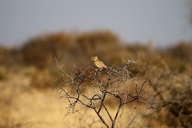 3 Day Central Kalahari Game Reserve Safari Tour - The Sum Up