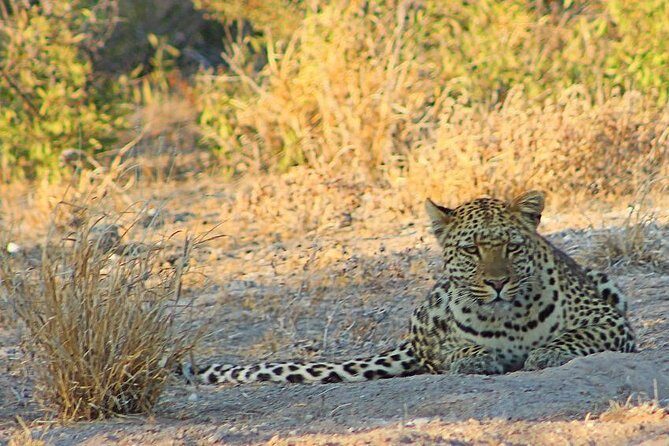 3 Day Central Kalahari Game Reserve Safari Tour - FAQ