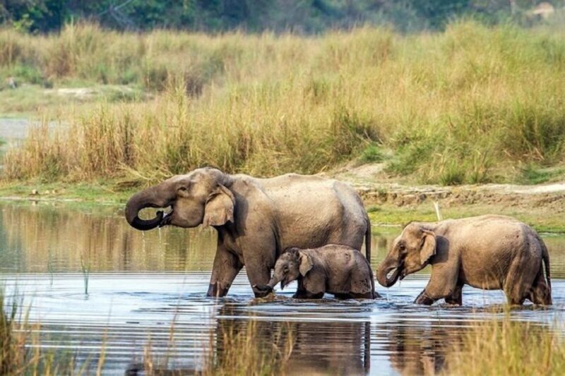 3-Day Chitwan Jungle Safari Adventure From Kathmandu/Pokhara - A Detailed Look at the 3-Day Chitwan Jungle Safari Experience