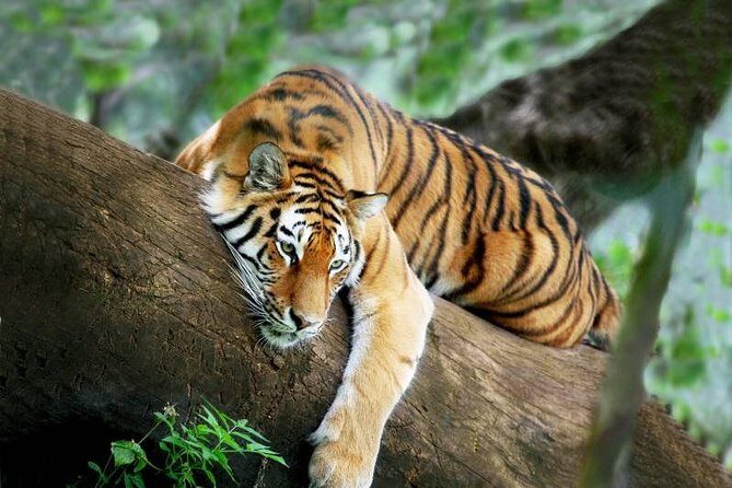 3-Day Chitwan Jungle Safari from Kathmandu  All-Inclusive Tour - Key Points