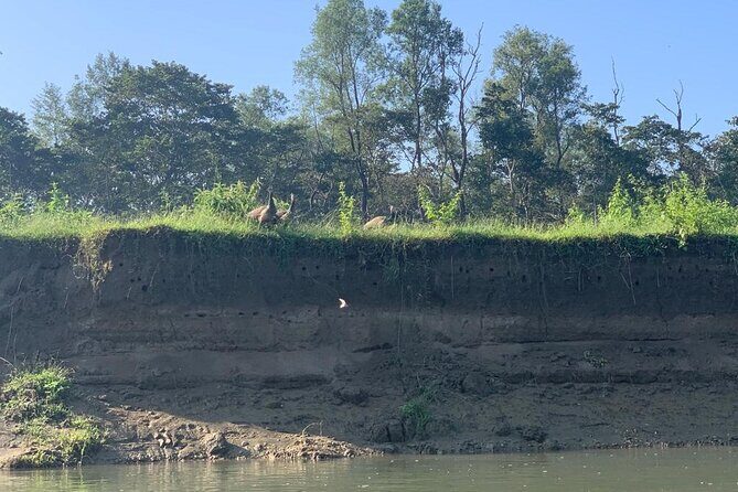 3-Day Chitwan Jungle Safari from Kathmandu  All-Inclusive Tour - An In-Depth Look at the 3-Day Chitwan Safari