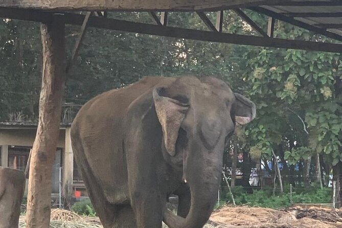 3-Day Chitwan Jungle Safari from Kathmandu  All-Inclusive Tour - The Sum Up