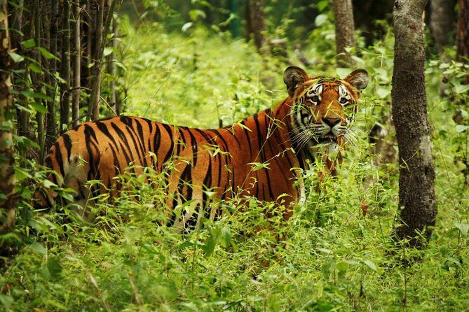 3-Day Chitwan Jungle Safari Tour from Kathmandu - Frequently Asked Questions