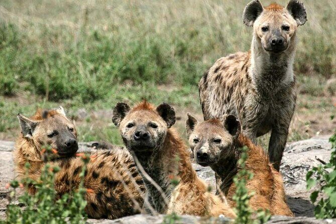 3 Day Classic, Guided Serengeti Safari - Day 1: From Arusha to Serengeti—A Long but Scenic Journey