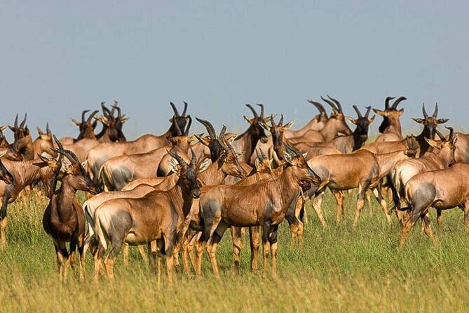 3 Day Classic, Guided Serengeti Safari - Day 3: Return Journey with Scenic Views and Final Wildlife Spotting