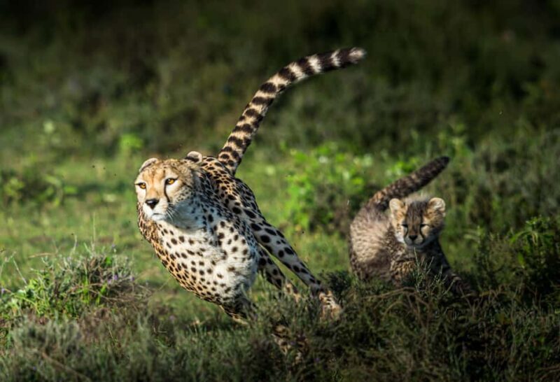 3-Day Classic Serengeti Mid-Range Safari from Arusha - Key Points