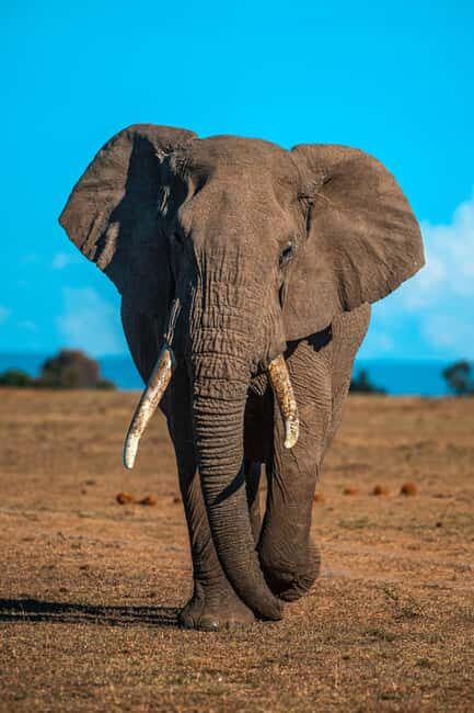 3-Day Classic Serengeti Mid-Range Safari from Arusha - Starting Point: From Arusha to the Serengeti