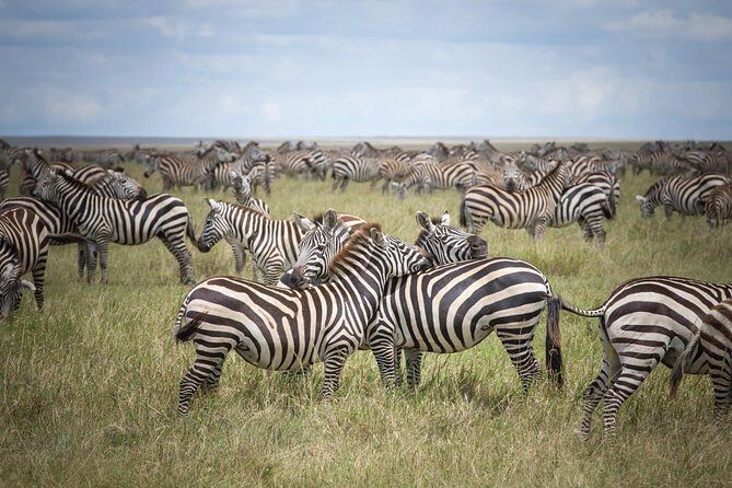 3-Day Classic Serengeti Safari - An Overview of the 3-Day Serengeti Safari Experience