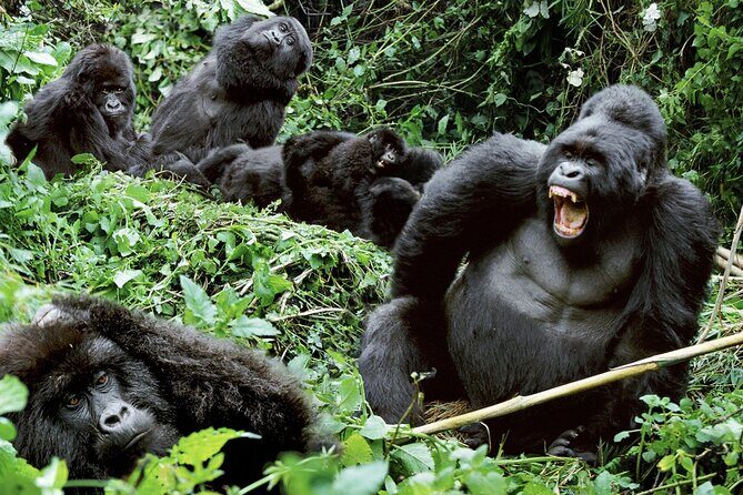 3-Day Climax Guided Gorilla Trekking Mist and Batwa Safari - What Makes This Tour Special?