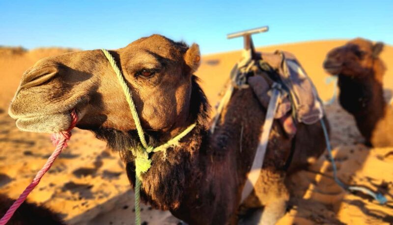 3-Day Desert Adventure: Ouarzazate to Merzouga - Key Points