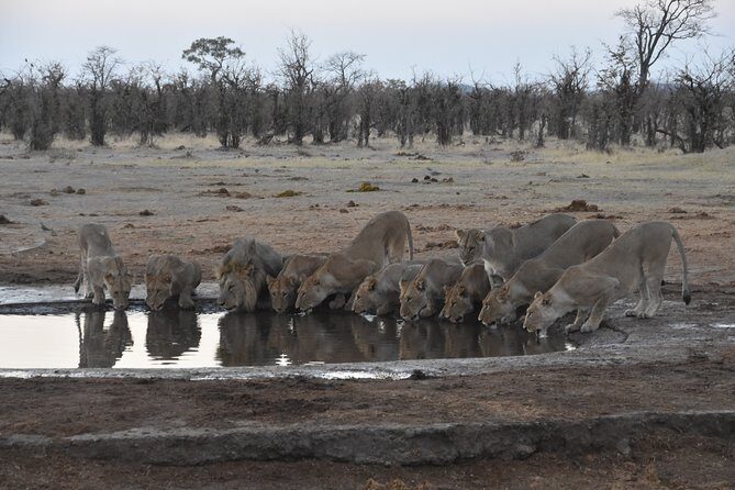 3 Day Desert Trail: Central Kalahari Game Reserve - WildCamping Safari - Why This Safari Stands Out