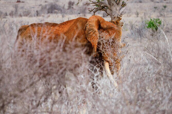 3 day Diani Beach To Tsavo East & West - Practical Details and Tips