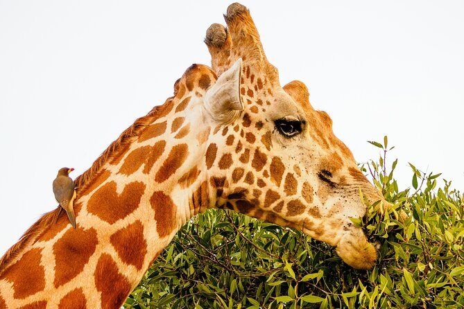 3 day Diani Beach To Tsavo East & West - Authentic Reviews: What Past Travelers Say