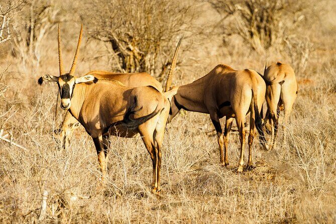 3 day Diani Beach To Tsavo East & West - The Sum Up: Who is This Safari Best For?
