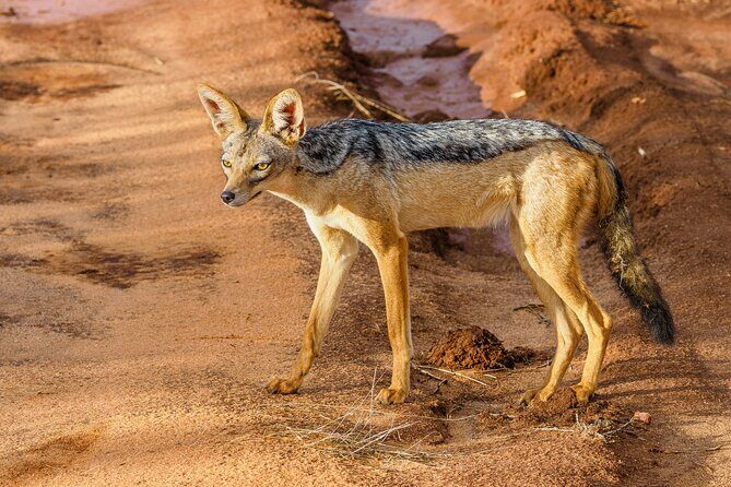 3 day Diani Beach To Tsavo East & West - FAQ