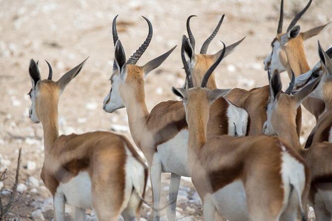 3 Day Etosha Budget Camping Safari - What Makes This Safari Special?