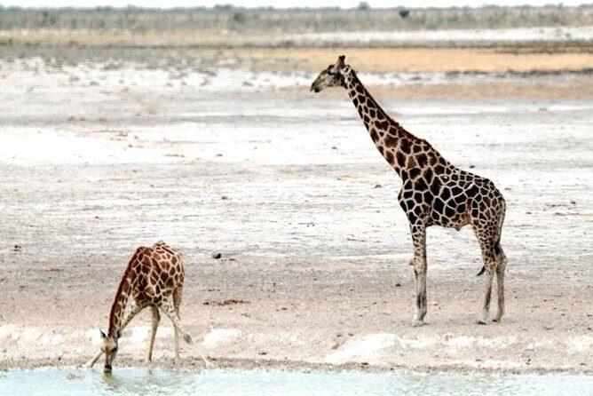 3 Day Etosha Budget Camping Safari - Who Will Enjoy This Tour?