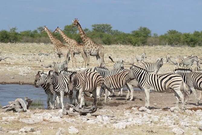3 Day Etosha Private Guided Safari - Key Points