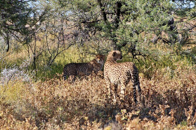 3 Day Etosha Private Guided Safari - FAQ (Frequently Asked Questions)