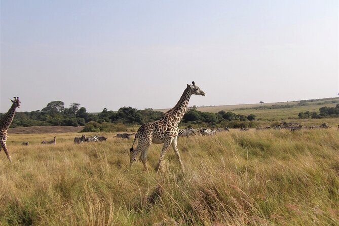 3 Day Exploring Amboseli National Park - An In-Depth Look at the Amboseli Safari Experience