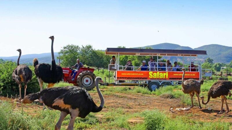 3 Day Garden Route All-inclusive Private Tour from Cape Town - Key Points