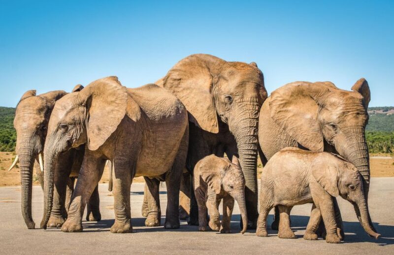 3 Day Garden Route All-inclusive Private Tour from Cape Town - The Value of the Experience