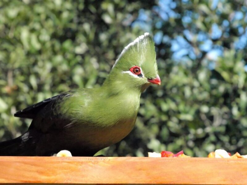 3 Day Garden Route All-inclusive Private Tour from Cape Town - The Sum Up