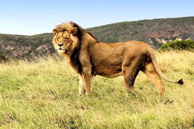 3 Day Garden Route Highlights and Safari with Private Transfers - Practical Insights and Considerations