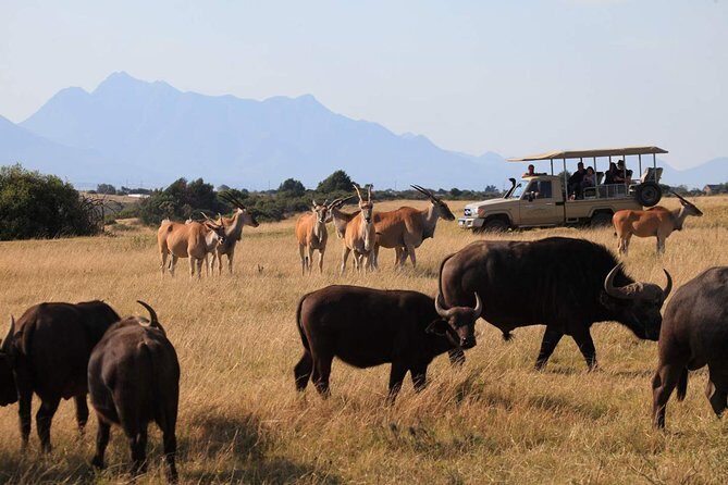 3 Day Garden Route Highlights and Safari with Private Transfers - Final Thoughts