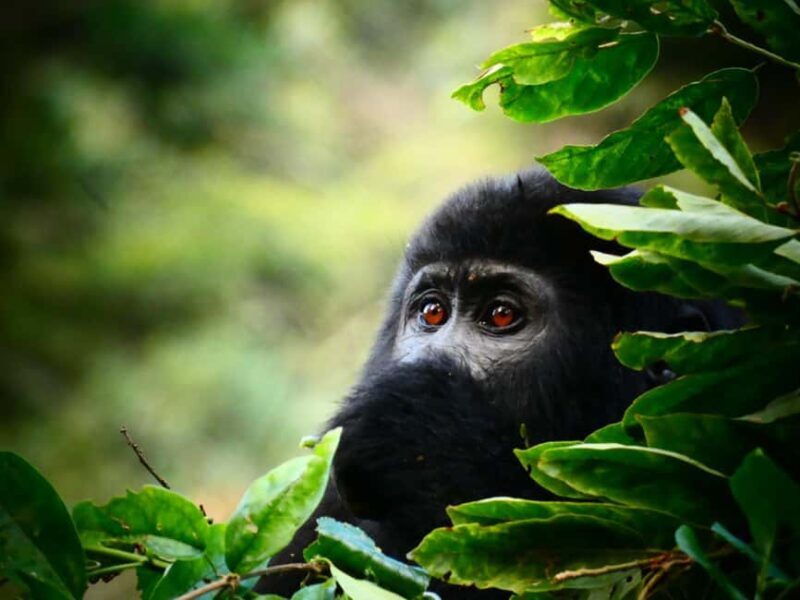 3 -Day Gorilla Tour - Practical Details and Considerations