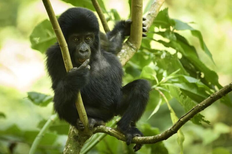 3 -Day Gorilla Tour - What Makes This Tour Stand Out?