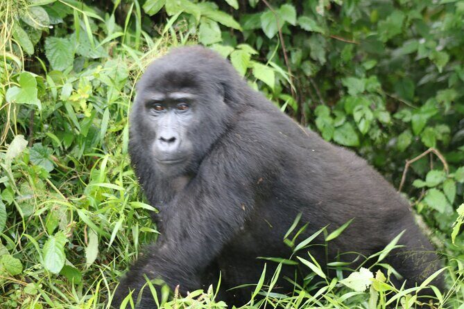 3 Day Gorilla Trek at Bwindi National Park via Kigali - Overview of the Tour Experience