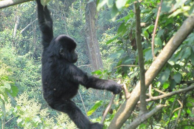 3-Day Gorilla Trekking Budget Safari in Uganda - Introduction: What to Expect from the Tour