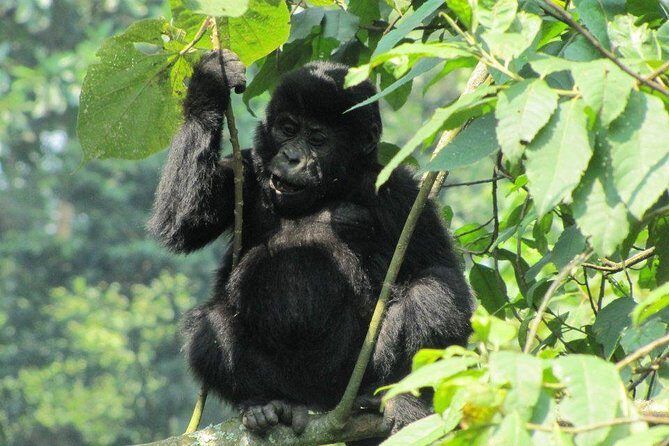 3-Day Gorilla Trekking Budget Safari in Uganda - What Travelers Say: Authentic Perspectives