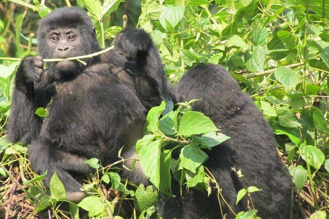 3-Day Gorilla Trekking Budget Safari in Uganda - FAQ