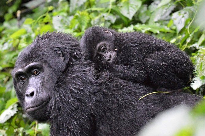 3-Day Gorilla Trekking Bunyonyi Mist Relaxation Safari - The Itinerary in Detail