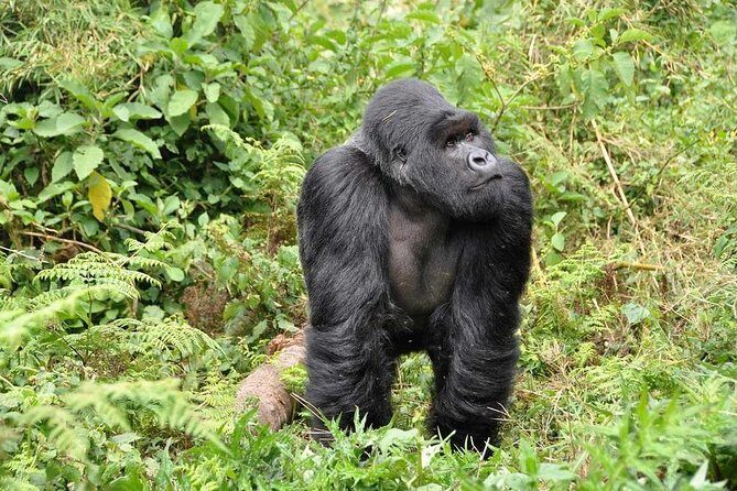 3-Day Gorilla Trekking Bunyonyi Mist Relaxation Safari - FAQs