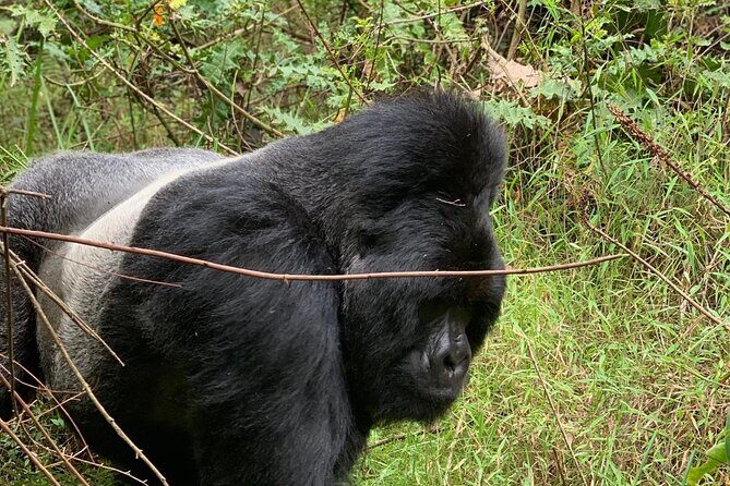 3 Day Gorilla Trekking Luxury Safari in Uganda - The Detailed Experience