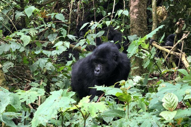 3 Day Gorilla Trekking Luxury Safari in Uganda - Analyzing the Cost and Value
