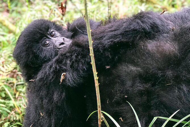 3 Day Gorilla Trekking Luxury Safari in Uganda - Practical Tips for Travelers