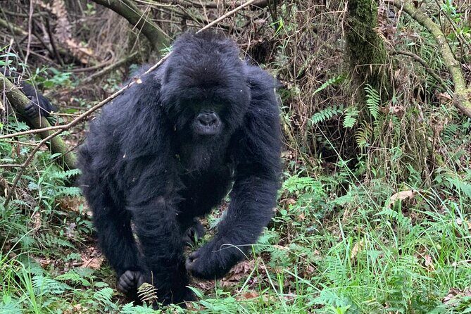 3 Day Gorilla Trekking Luxury Safari in Uganda - Final Thoughts