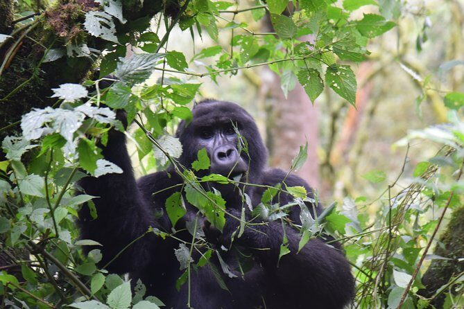 3-Day Gorilla Trekking safari in Bwindi Impenetrable Forest - An In-Depth Look at the Experience