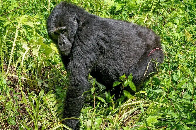 3-Day Gorilla Trekking safari in Bwindi Impenetrable Forest - Who Would Love This Tour?